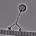 Kinesin