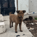 DogGoat