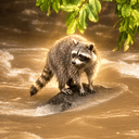 Raccoon