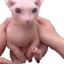 bingus