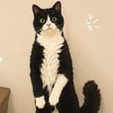 taro