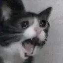 ScreamingCat