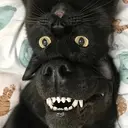 meowf