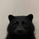 coon