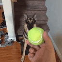 DUKE