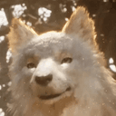 Koo