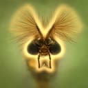 MOSQUITOES