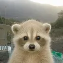RACHUA