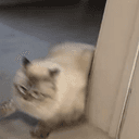功夫小猫