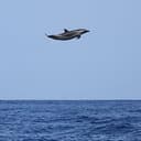 WHALE
