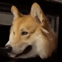 Apollo