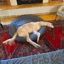 Esperborzoi