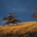 MOTION