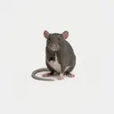 CASHRAT