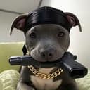 BULLY