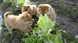CABDOG