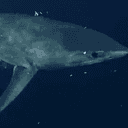 Sharkzilla