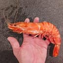 SHRIMP
