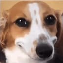 smiledog