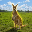 Roofus