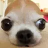 SUKI
