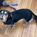 Groomer