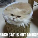 Trashcat