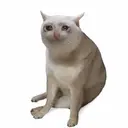 CASHCAT