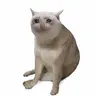 CASHCAT
