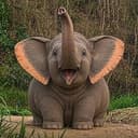 Pygmy