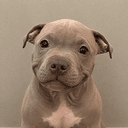 Bully