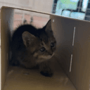 CATEINBOX