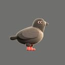 Pigeon