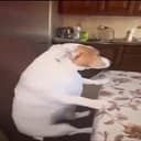 BOI