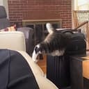 Bagcat