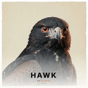 HAWK