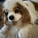 r/dog