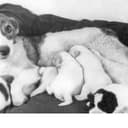 Strelka