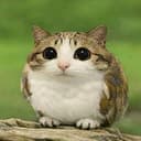 MEOWL