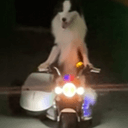 壮壮