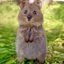 quokka