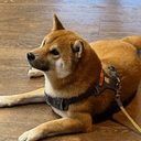 DOGE2