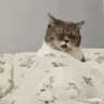 Jcat