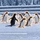 7PENGUINS