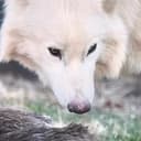 REMUS