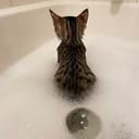 FARTCAT