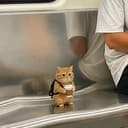 smolcat