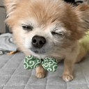 Kotaro