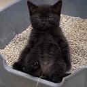 pisscat
