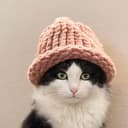 catwifhat